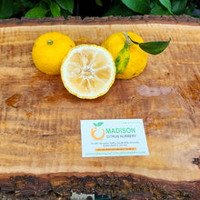Load image into Gallery viewer, Yuzu Lemon - Certified Citrus Budwood
