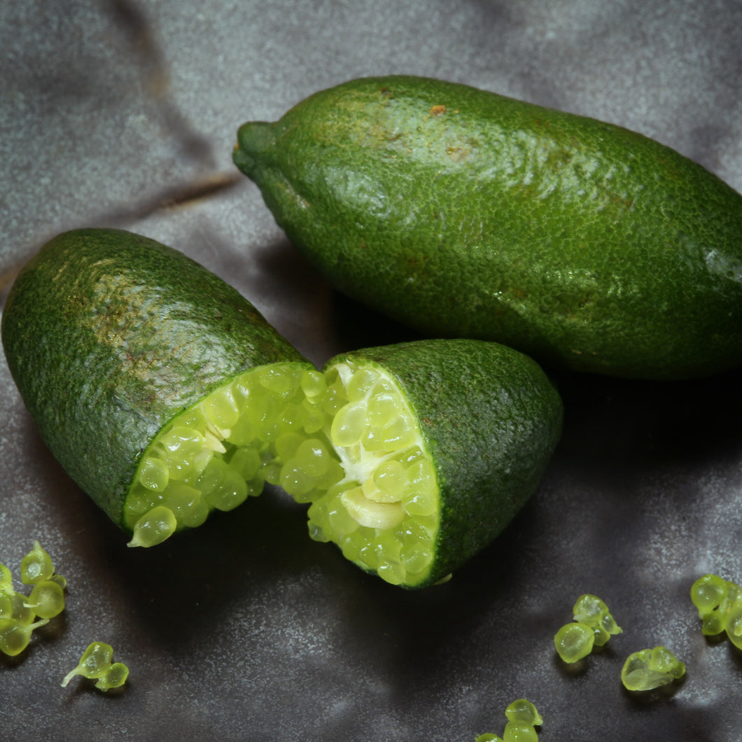 Australian Finger Lime Tree