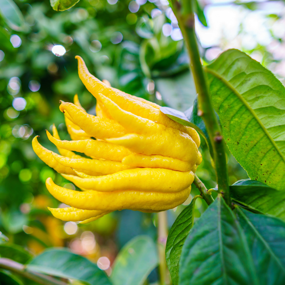 Citron Trees For Sale – Madison Citrus Nursery