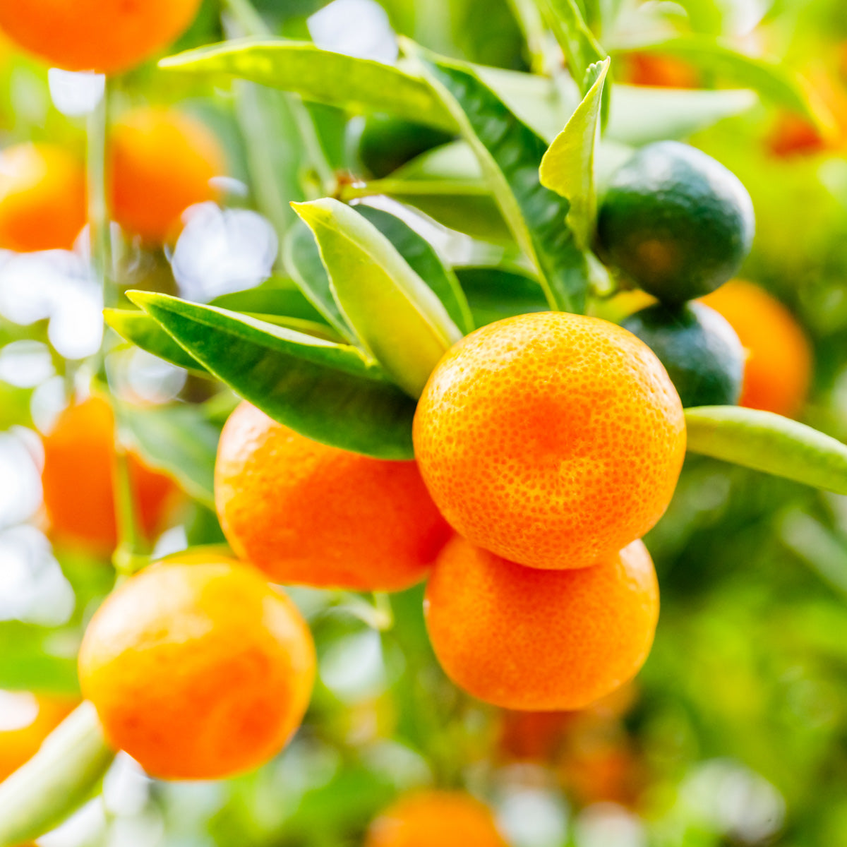Calamondin Trees for Sale
