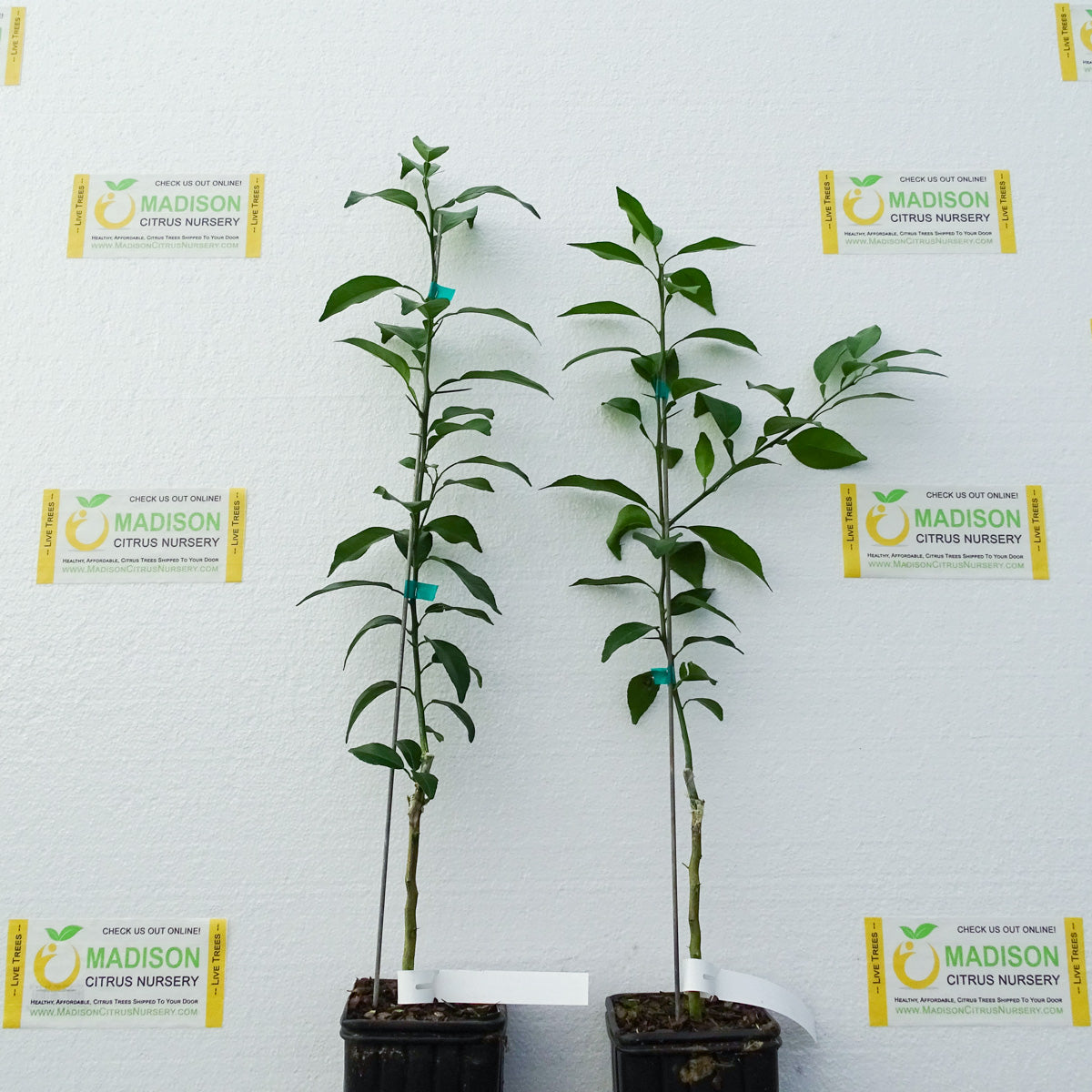 citrusさま　おまとめ What Citrus Can Be Grown In Zone 8b? - Madison Citrus Nursery