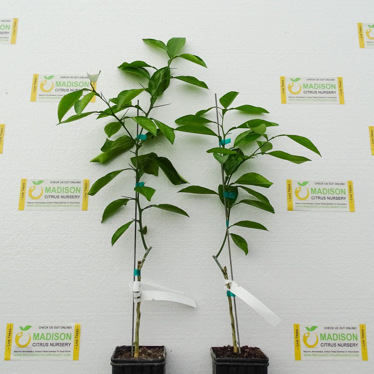 Cocktail Grapefruit Trees for Sale Madison Citrus Nursery