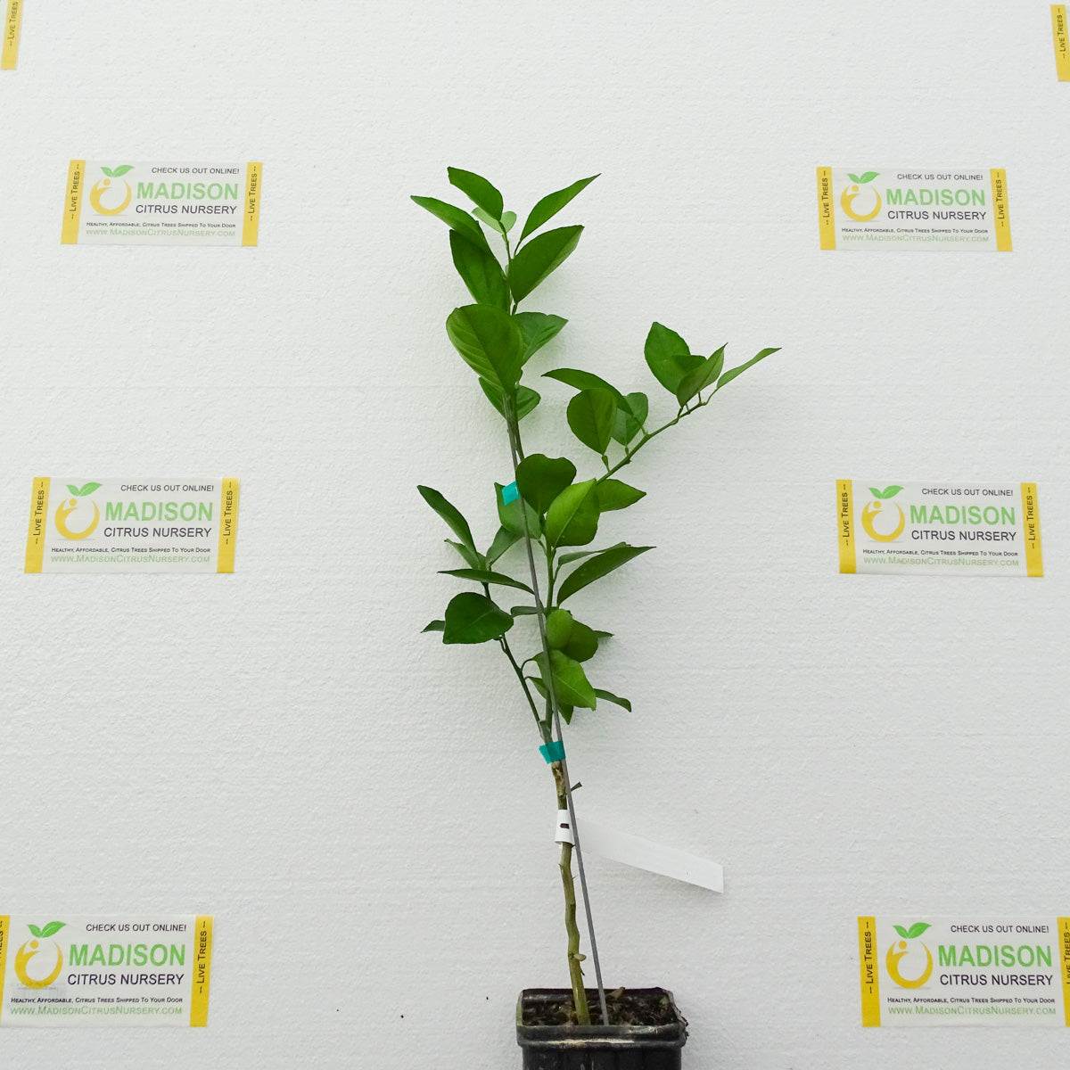 Delfino Blood Orange Trees for Sale