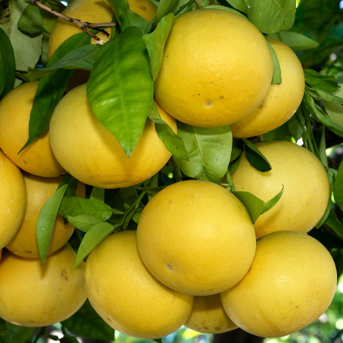 Duncan Grapefruit Tree
