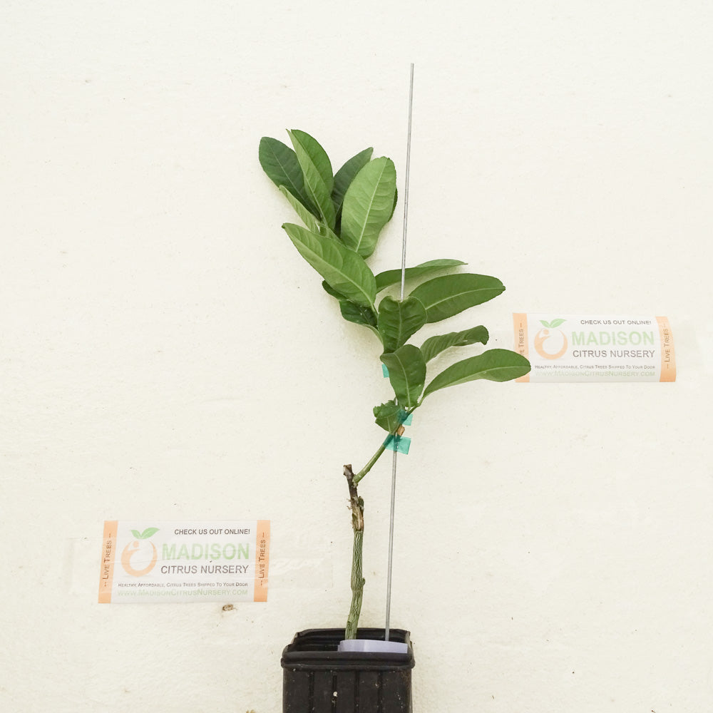 Dwarf Buddhas Hand Citron Trees for Sale