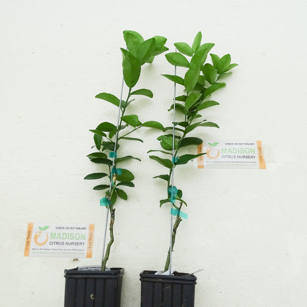Dwarf Thornless Key Lime Trees for Sale - MadisonCitrusNursery.com ...