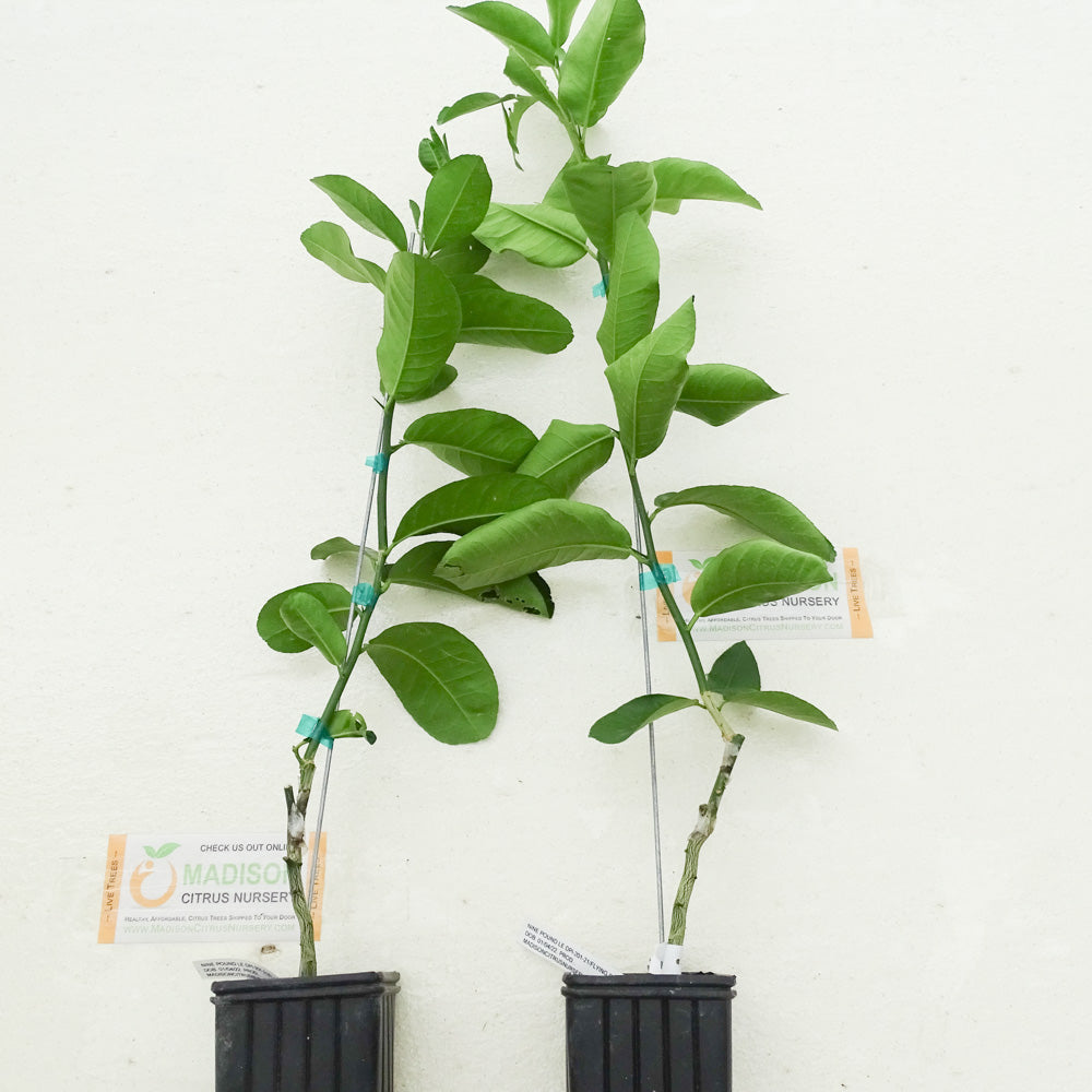 Dwarf Nine Pound Lemon Trees for Sale - MadisonCitrusNursery.com