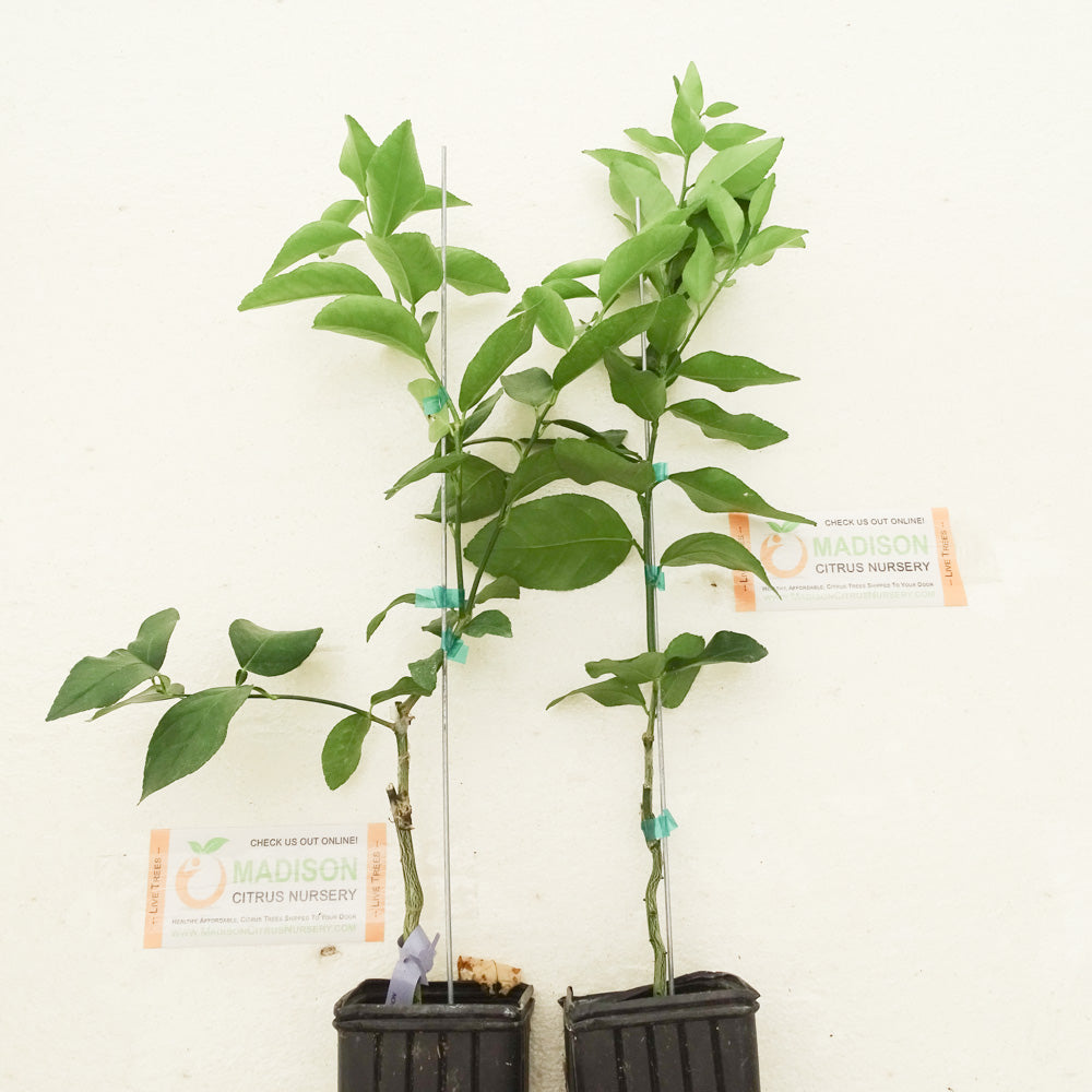 Dwarf Persian Lime Tree