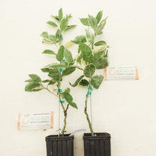 Load image into Gallery viewer, Dwarf Variegated Minneola Tree
