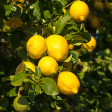 Load image into Gallery viewer, Eureka Lemon Tree
