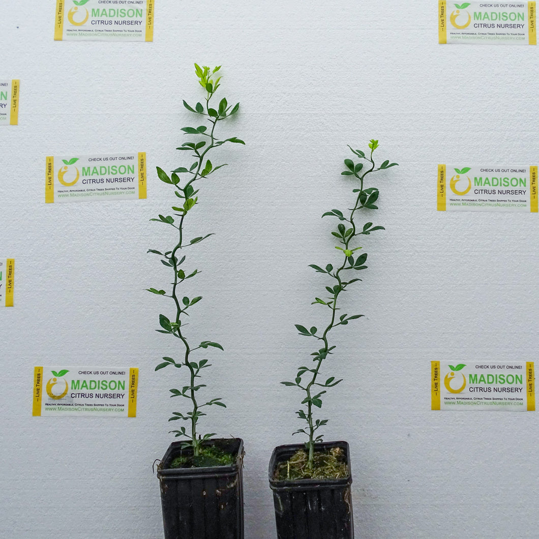 Flying Dragon Citrus Rootstock for Sale