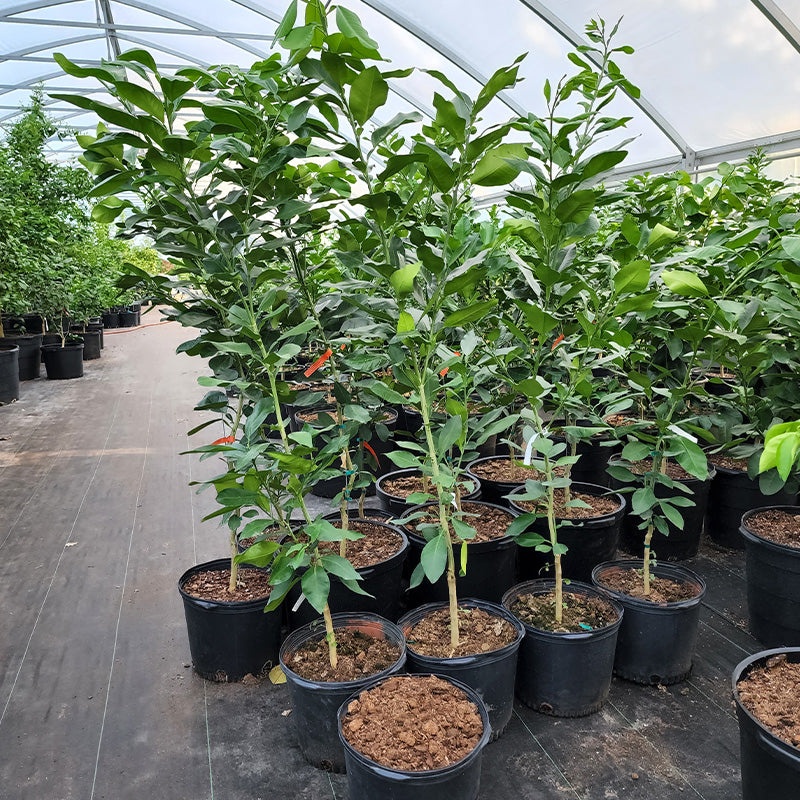 citrus tree potting mix Custom Citrus Potting Mix