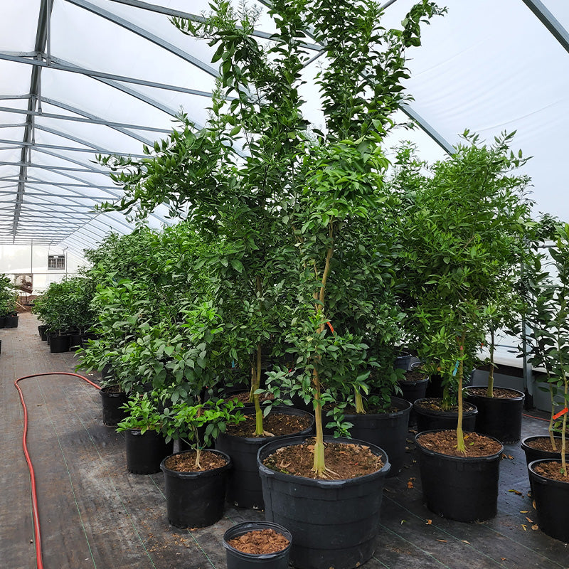 potting mix for lemon tree Custom Citrus Potting Mix