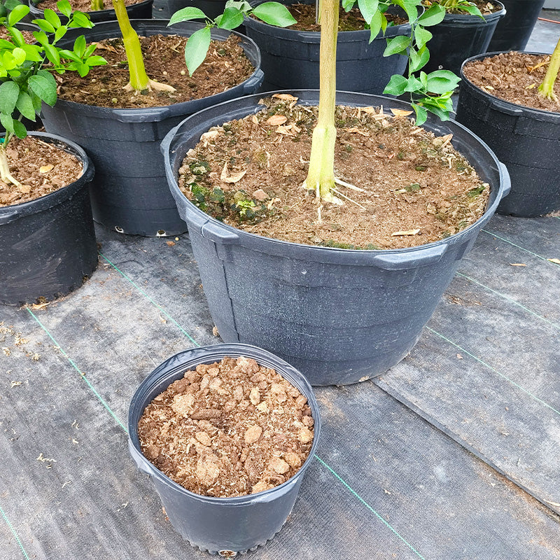 Custom Citrus Potting Mix