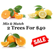 Mix & Match 2 For $40