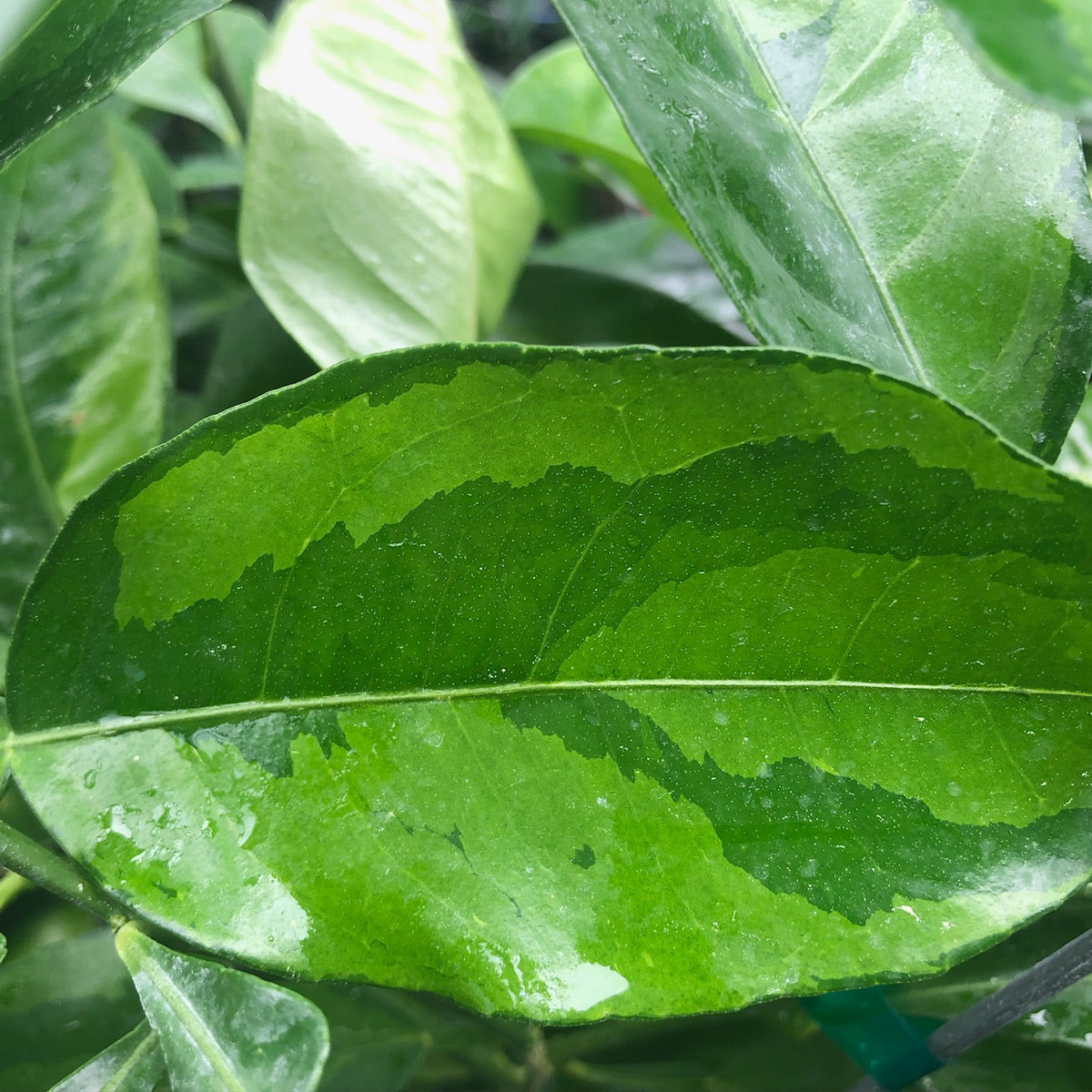 Mottled Minneola Trees for Sale - MadisonCitrusNursery.com – Madison ...