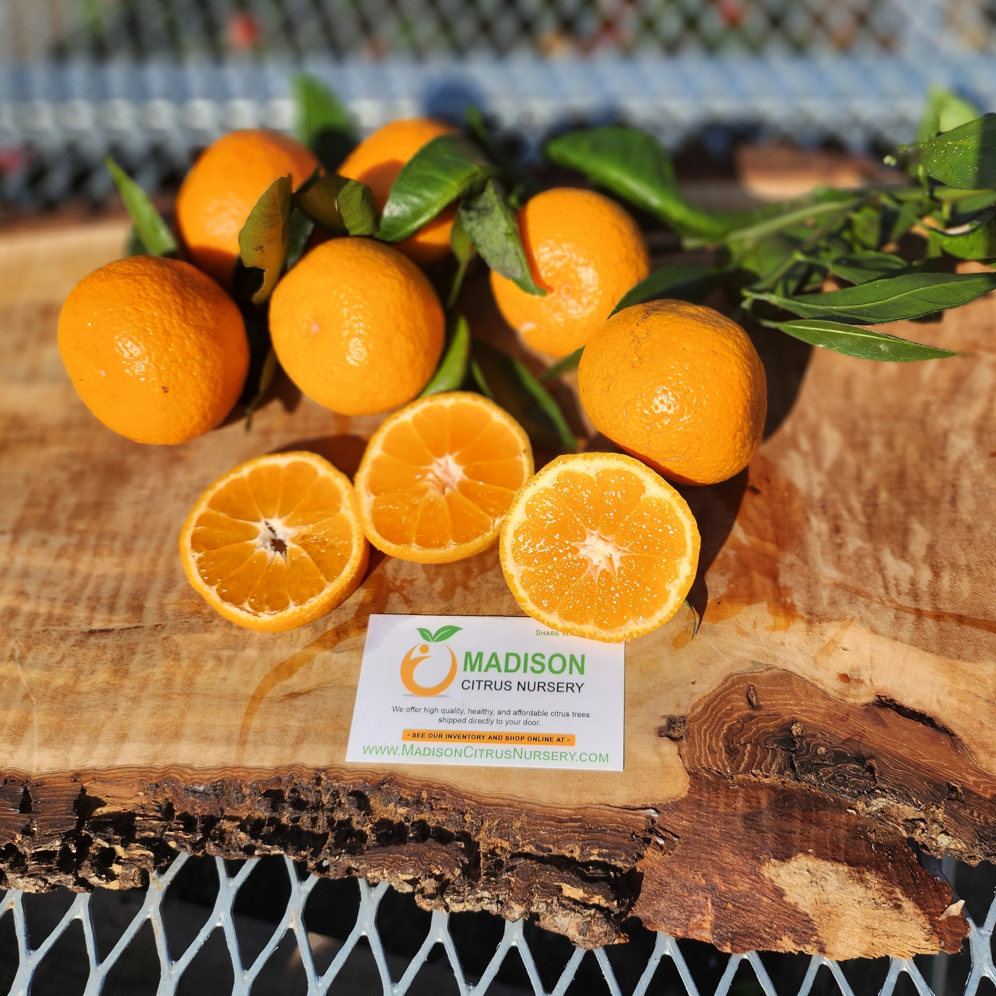Certified Owari 874 Satsuma Citrus Budwood For Sale