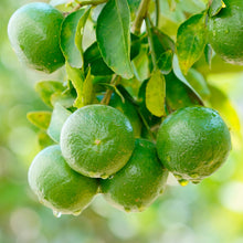 Load image into Gallery viewer, Persian Lime Tree
