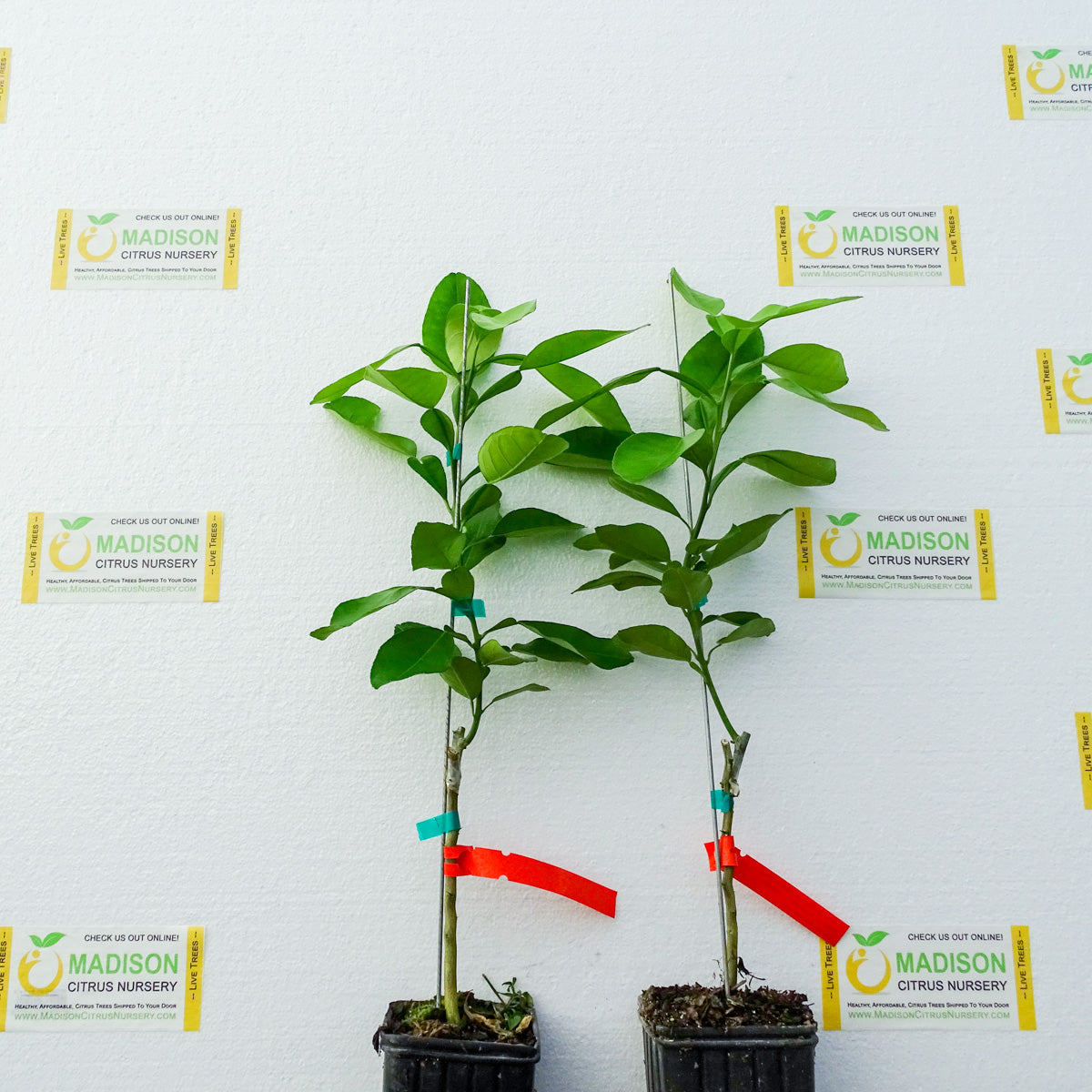 Pummel Tree Pink Sensation Pummelo Trees for Sale - MadisonCitrusNursery.com ...