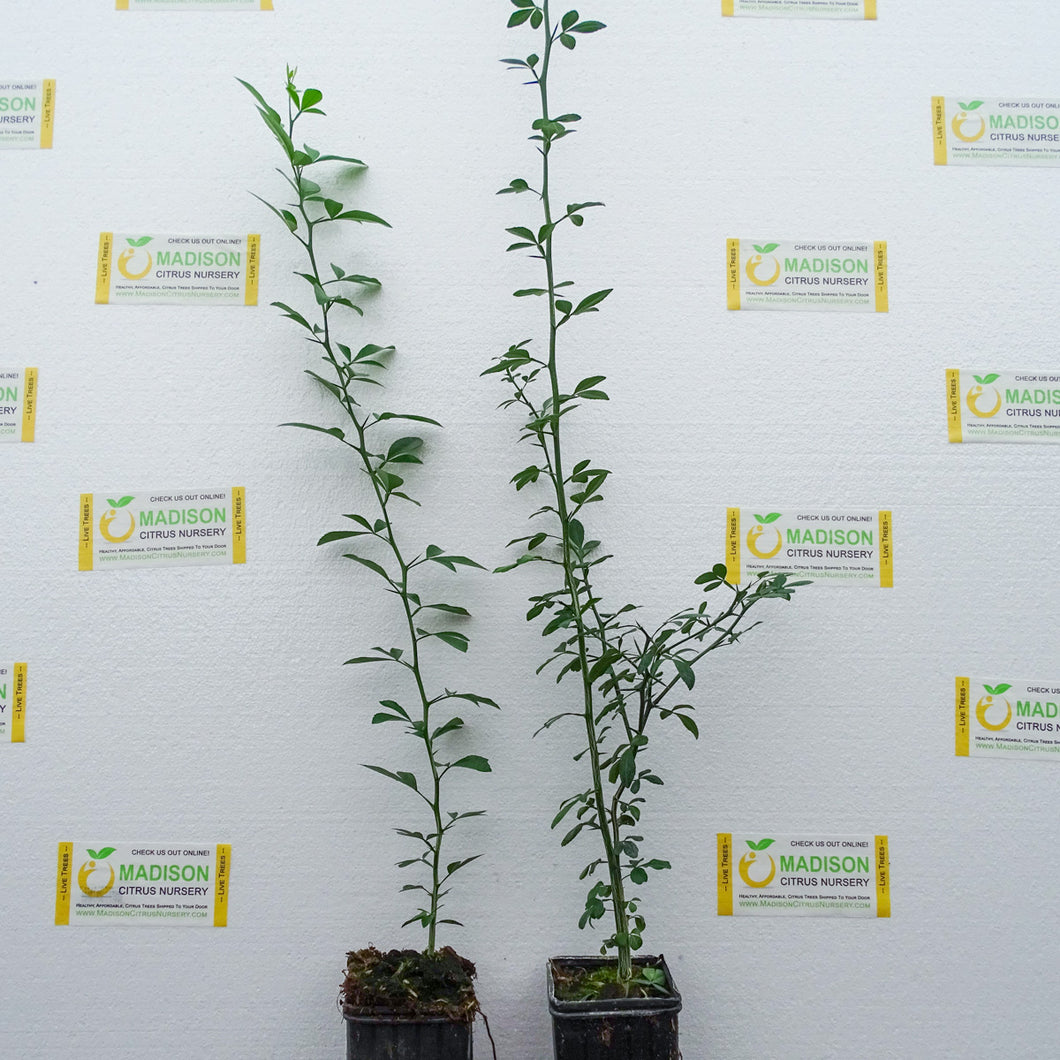 Rubidoux Citrus Rootstock for Sale Madison