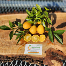 Load image into Gallery viewer, Thomasville Citrangequat - Certified Citrus Budwood
