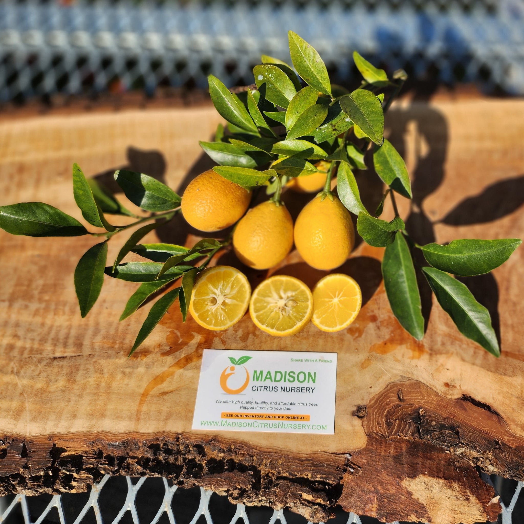 citrus ブランケット Certified Thomasville Citrangequat Citrus Budwood For Sale