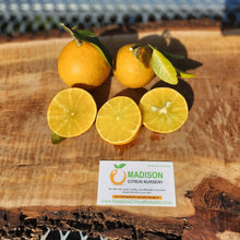 Load image into Gallery viewer, US-119 Orange - Certified Citrus Budwood

