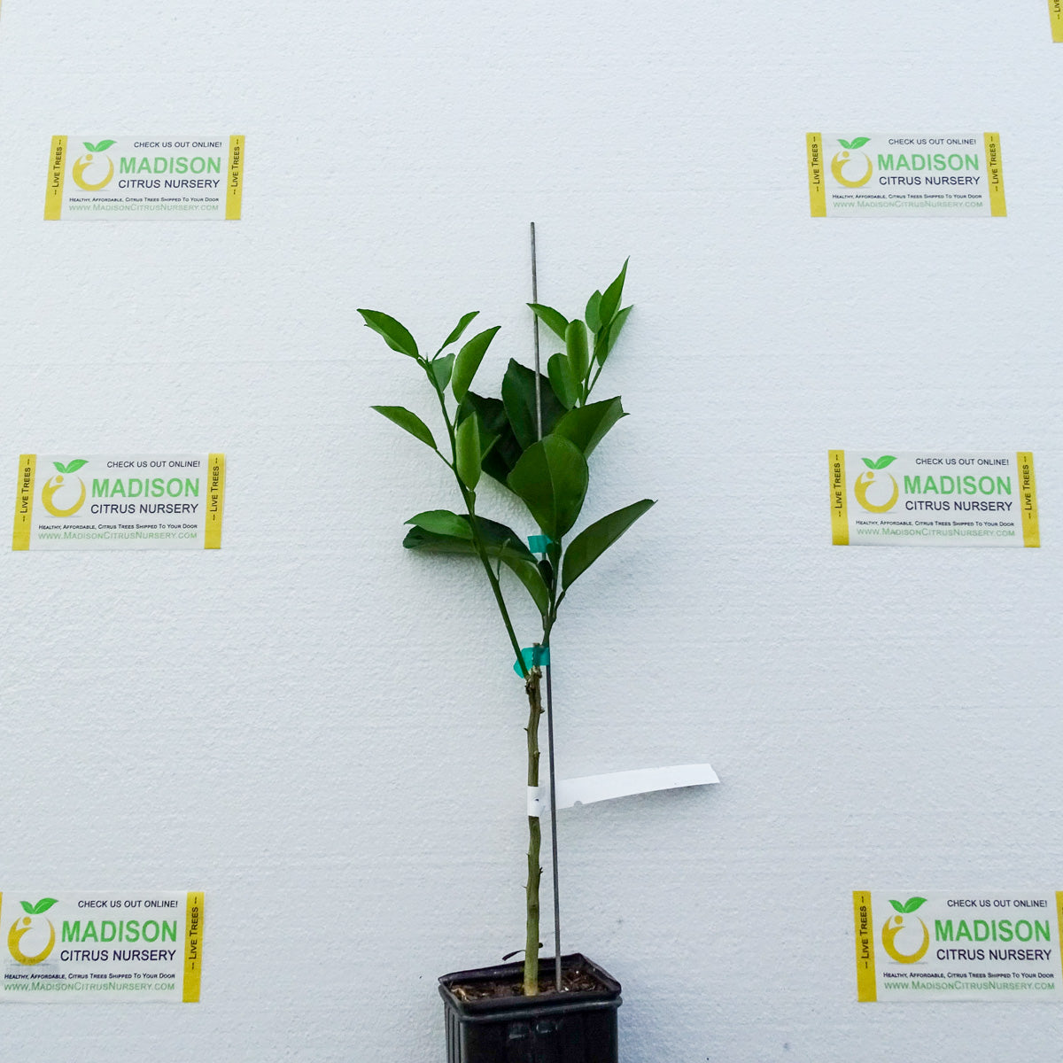 Valentine Pummelo Trees for Sale Madison