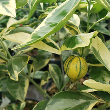 Load image into Gallery viewer, Variegated Minneola Tree

