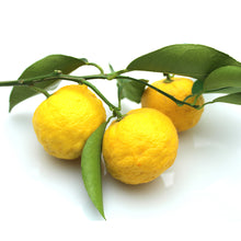 Load image into Gallery viewer, Yuzu Lemon Tree
